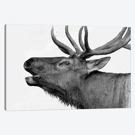 Deer Canvas Print #PIS51} by PhotoINC Studio Canvas Print