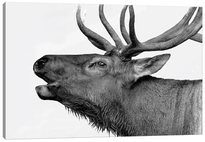 Deer Canvas Art Print - Deer Art