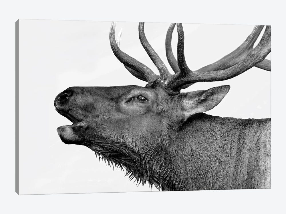 Deer by PhotoINC Studio 1-piece Canvas Wall Art