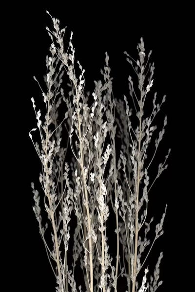 Dried Up II by PhotoINC Studio framed wall art