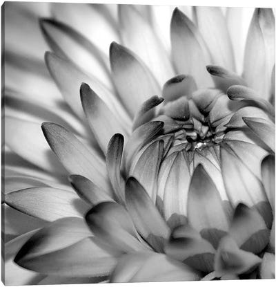 Fibonacci II Canvas Art Print - Floral Close-Ups