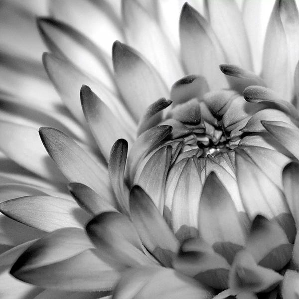 Macro Photography: Fibonacci II by PhotoINC Studio