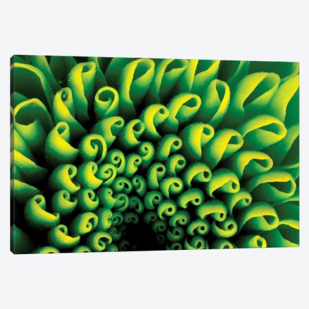 Green Design I Canvas Print #PIS68} by PhotoINC Studio Canvas Art