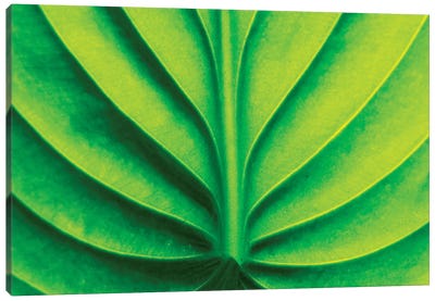 Green Design II Canvas Art Print
