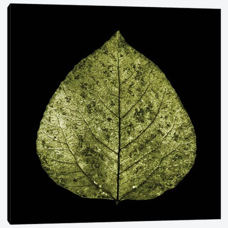 Green Leaf Canvas Print #PIS70} by PhotoINC Studio Canvas Print