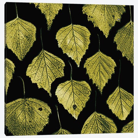 Green Leaves Canvas Print #PIS71} by PhotoINC Studio Canvas Art Print