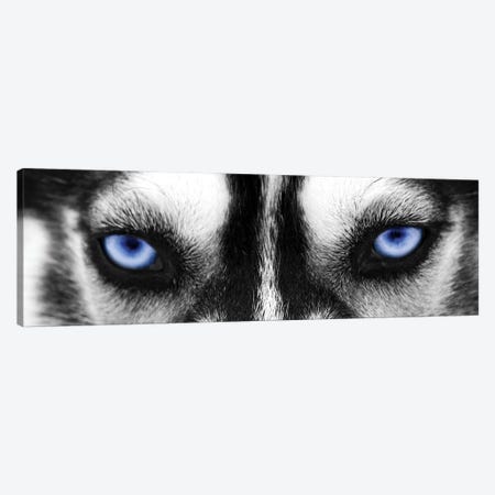 Husky Eyes Canvas Print #PIS73} by PhotoINC Studio Art Print
