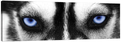 Husky Eyes Canvas Art Print - Close-up