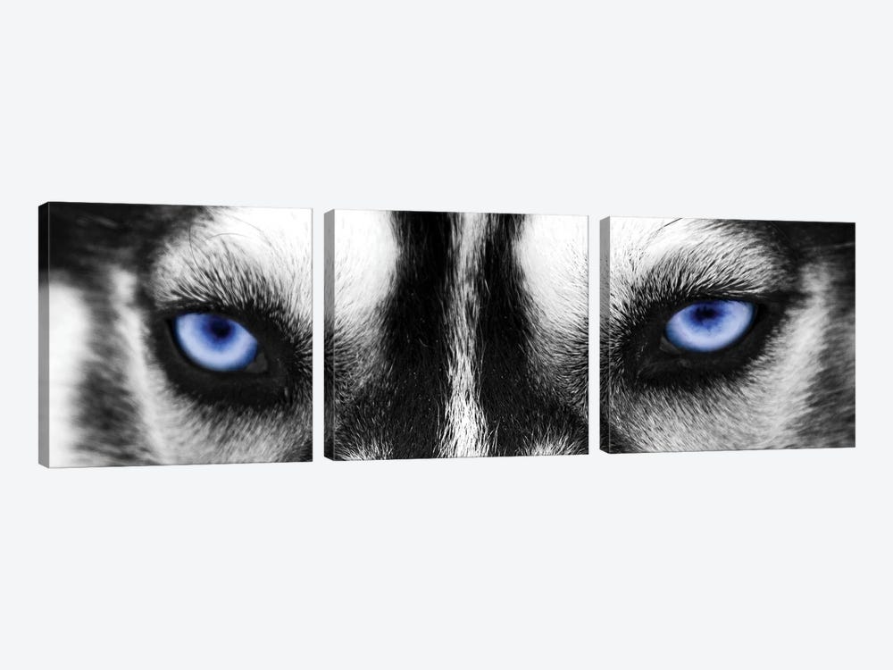 Husky Eyes by PhotoINC Studio 3-piece Canvas Artwork