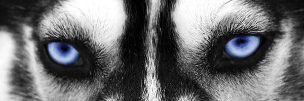 Siberian Huskies