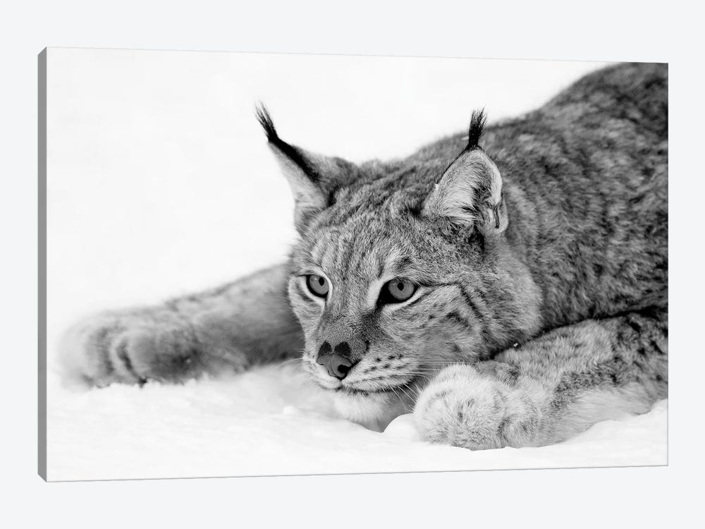 hungersnød sammen definitive Lynx Canvas Artwork by PhotoINC Studio | iCanvas