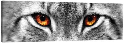 Lynx Eyes Canvas Art Print - Lynx