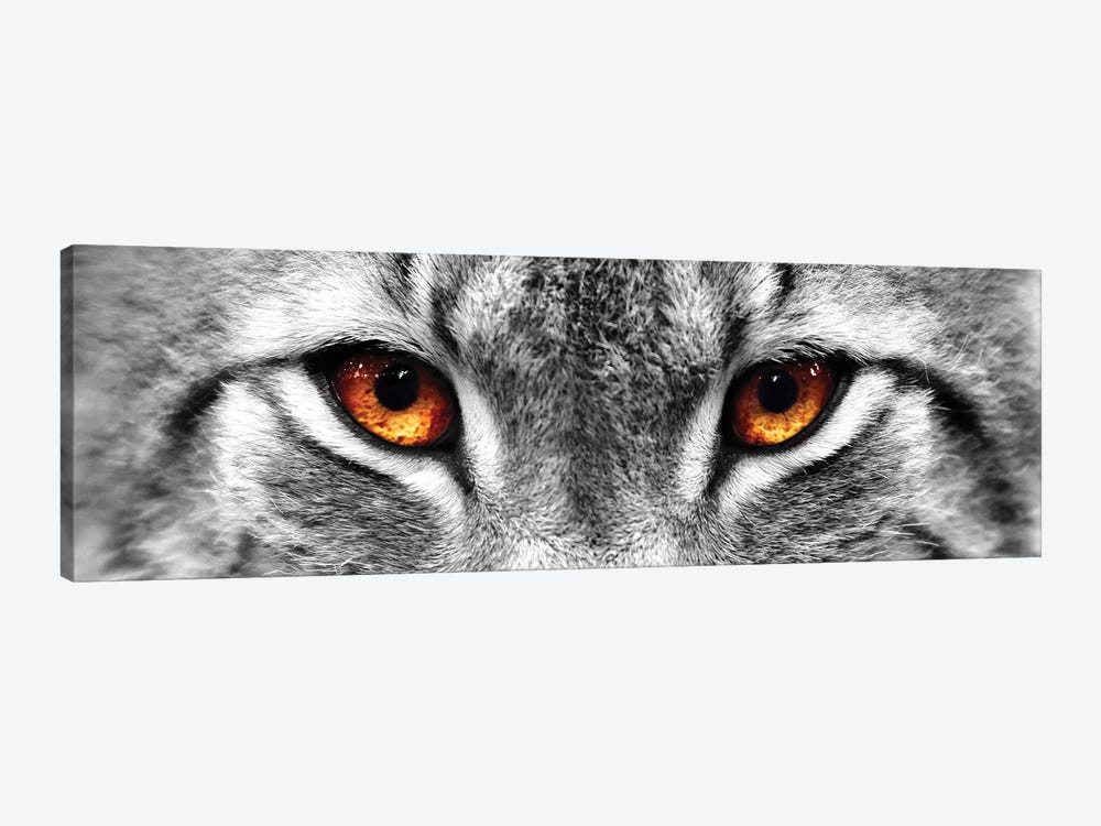 Lynx Eyes by PhotoINC Studio 1-piece Canvas Art