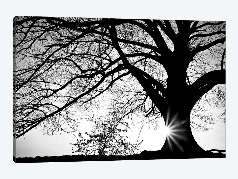 Oak Silhouette by PhotoINC Studio 1-piece Canvas Print