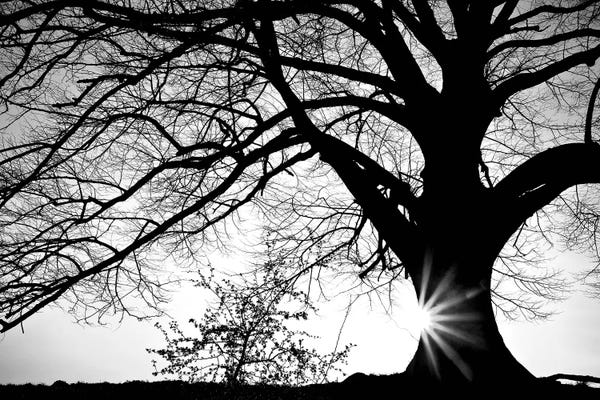 Black & White Photography: Oak Silhouette by PhotoINC Studio