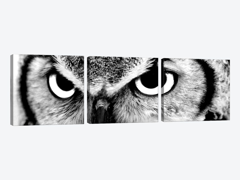 Owl Eyes by PhotoINC Studio 3-piece Canvas Art Print