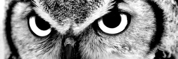 Black & White Animal Art: Owl Eyes by PhotoINC Studio