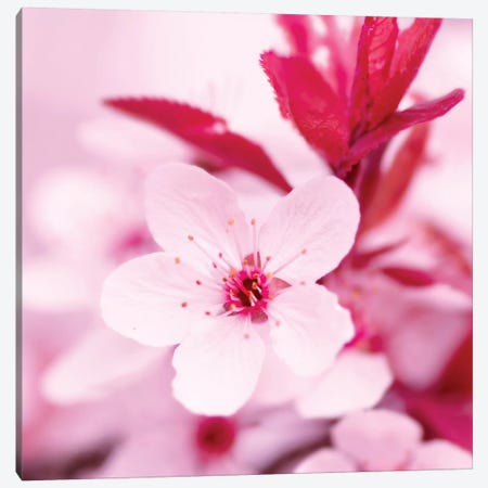 Pink Blossom I Canvas Print #PIS96} by PhotoINC Studio Canvas Artwork