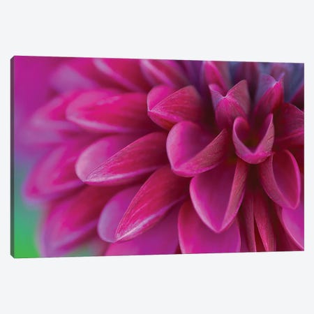 Pink Chrysanthemum Canvas Print #PIS99} by PhotoINC Studio Canvas Print