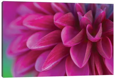 Pink Chrysanthemum Canvas Art Print - Nature Close-Up Art