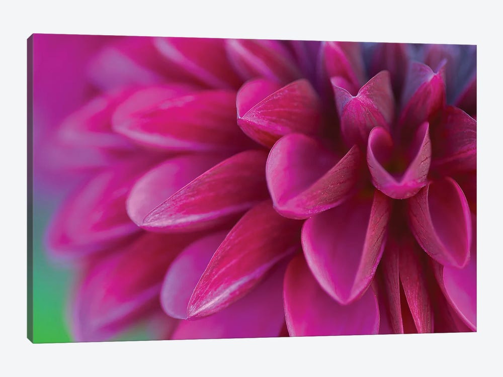 Pink Chrysanthemum by PhotoINC Studio 1-piece Canvas Wall Art