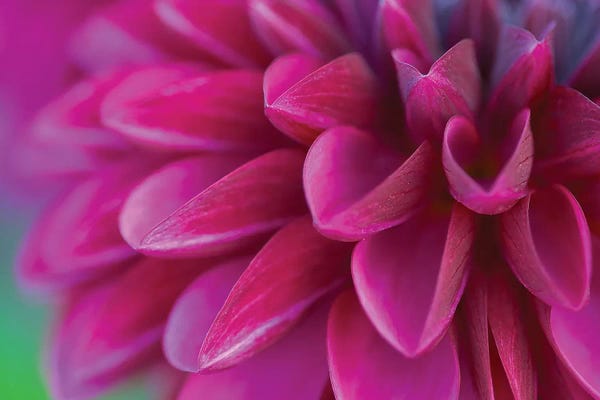 Black & Pink: Pink Chrysanthemum by PhotoINC Studio