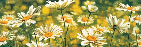 Daisies: Mélodie de marguerites by Pierre Viollet