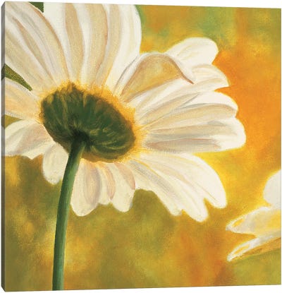 Marguerites dans le soleil I Canvas Art Print