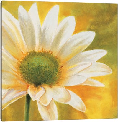 Marguerites dans le soleil 3 Canvas Art Print