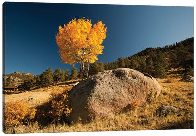 Towering Aspen, Rocky Mountain National Park, Colorado, USA Canvas Art Print - Aspen Tree Art