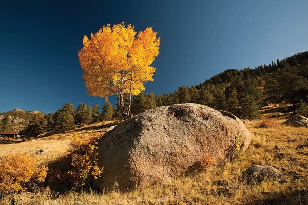 Aspen Trees: Towering Aspen, Rocky Mountain National Park, Colorado, USA by Patrick J. Wall