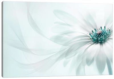 Purity Canvas Art Print - 1x Collection