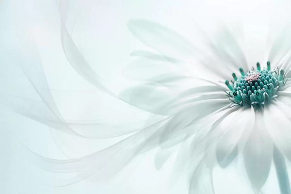 Large Photography - Canvas Prints: Purity by Jacky Parker