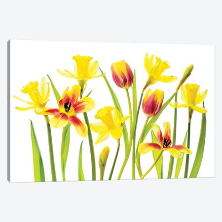 Vibrant Spring Canvas Print #PKR13} by Jacky Parker Canvas Print