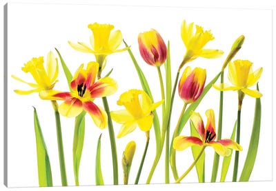 Vibrant Spring Canvas Art Print - 1x Floral and Botanicals