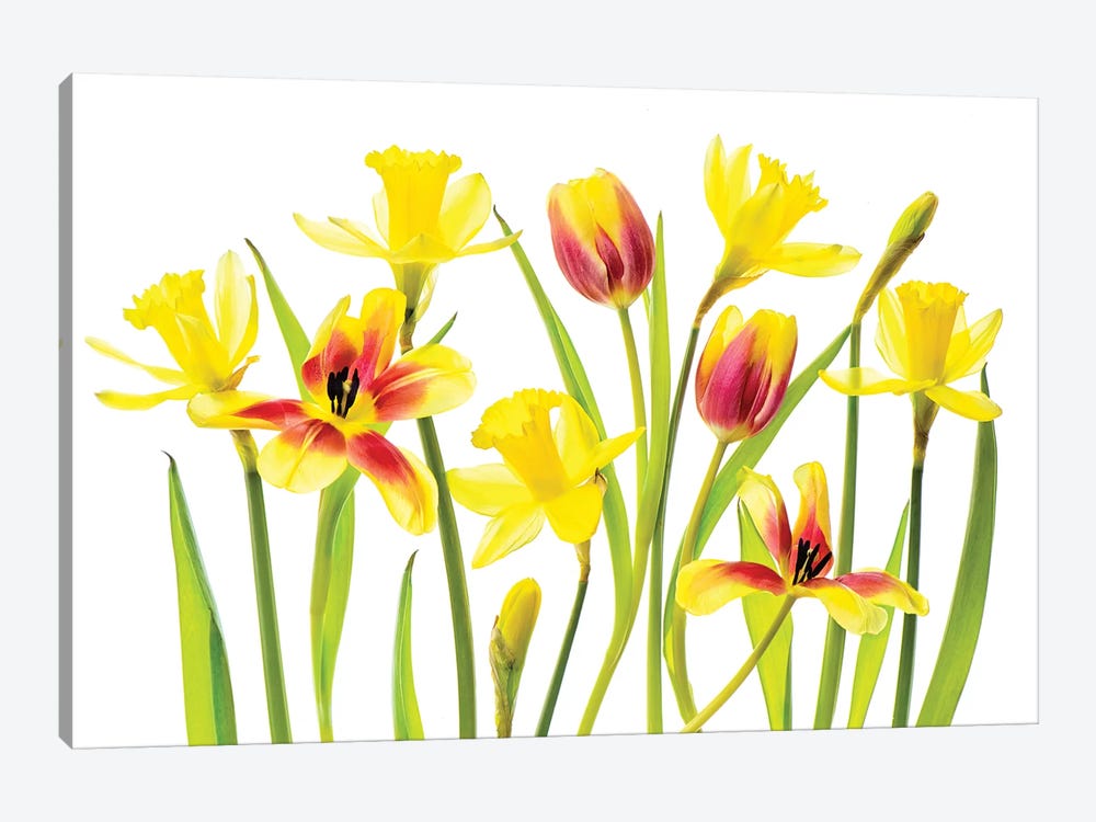 Vibrant Spring by Jacky Parker 1-piece Art Print