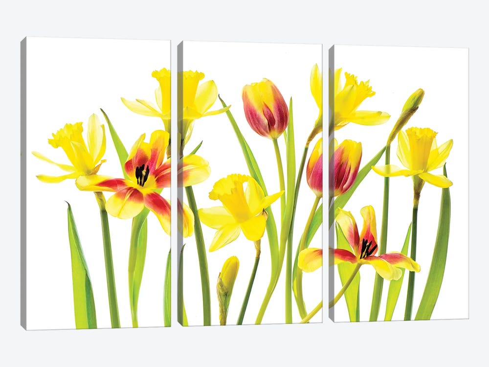 Vibrant Spring by Jacky Parker 3-piece Canvas Print