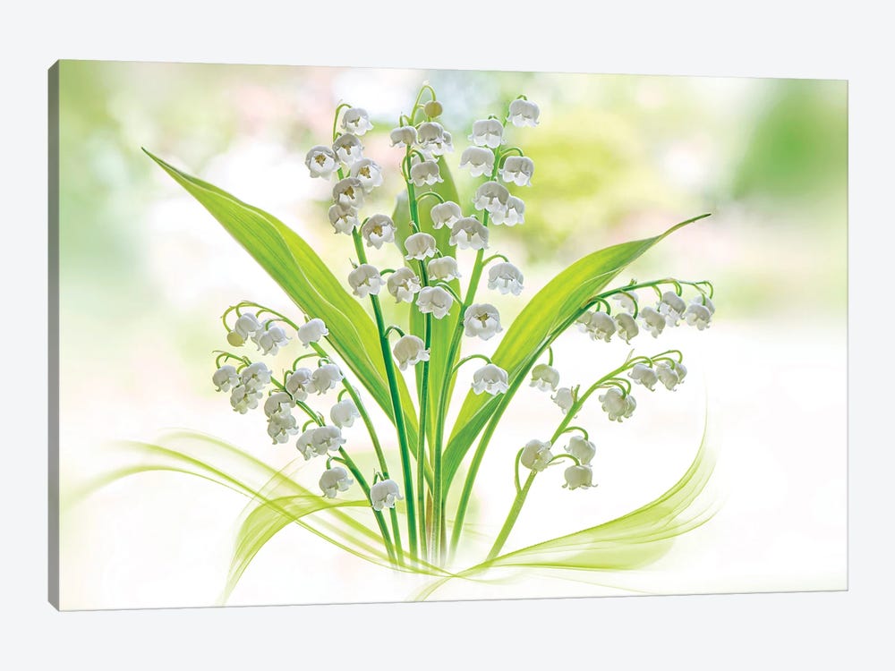 Lily Of The Valley by Jacky Parker 1-piece Canvas Artwork
