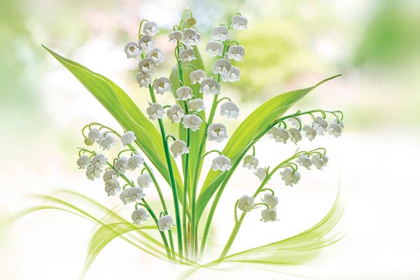 Lilies: Lily Of The Valley by Jacky Parker