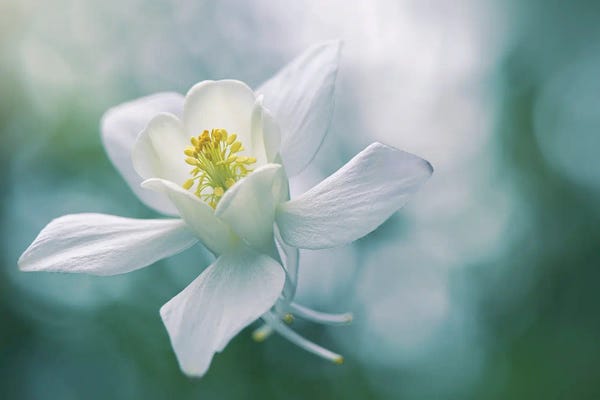 Purity II