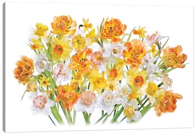 Spirited Canvas Art Print - 1x Floral and Botanicals