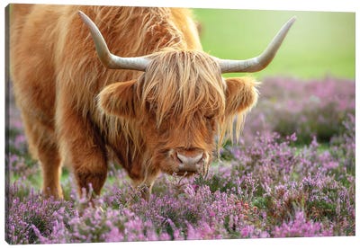 Highland In Heather Canvas Art Print - 1x Scenic Photography