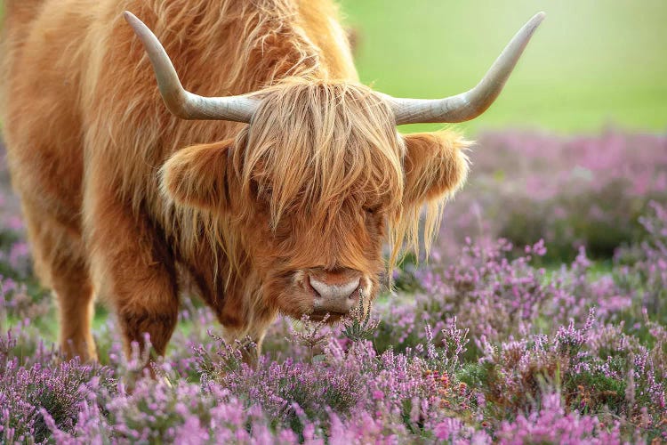 Highland In Heather by Jacky Parker wall art