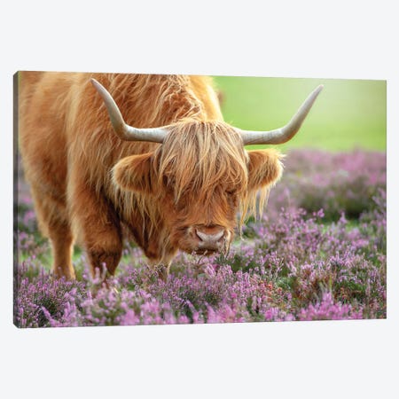 Highland In Heather Canvas Print #PKR1} by Jacky Parker Canvas Art