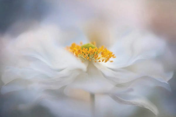 Still Life Photography: Pirouette by Jacky Parker