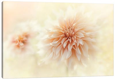 Cafe 'Au lait' Dahlia Canvas Art Print - 1x Floral and Botanicals