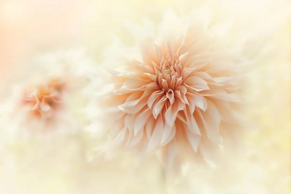 Dahlias: Cafe 'Au lait' Dahlia by Jacky Parker