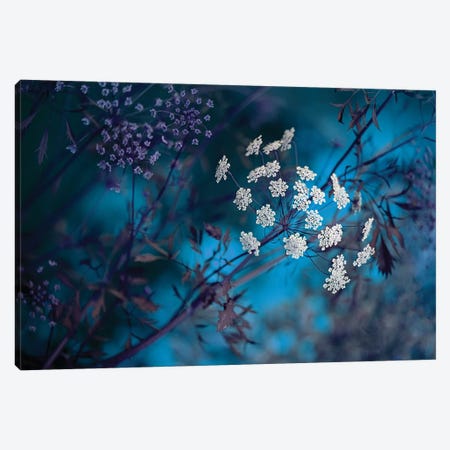 Queen Anne's Lace Canvas Print #PKR2} by Jacky Parker Canvas Wall Art