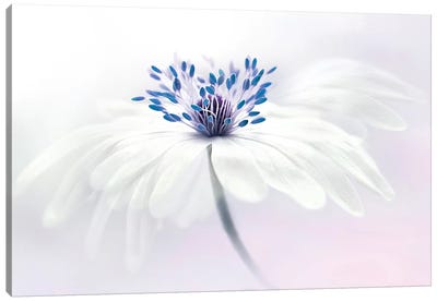 Anemone & Flower | Art: Prints Canvas iCanvas Art Wall
