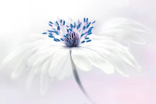 Jacky Parker: Anemone Blanda by Jacky Parker